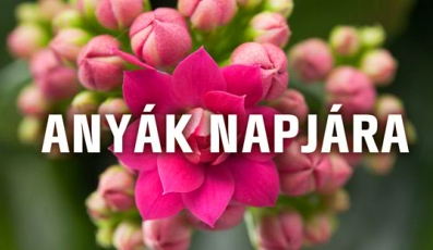 9942_anyak-napja